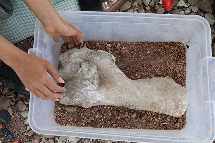 Fillerin Atası Çankırı’da çıktı! 9 milyon yıllık tarihi keşif - Resim: 14